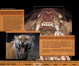 Inside the Tiger Sliding Monitor