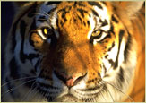 Inside The Tiger